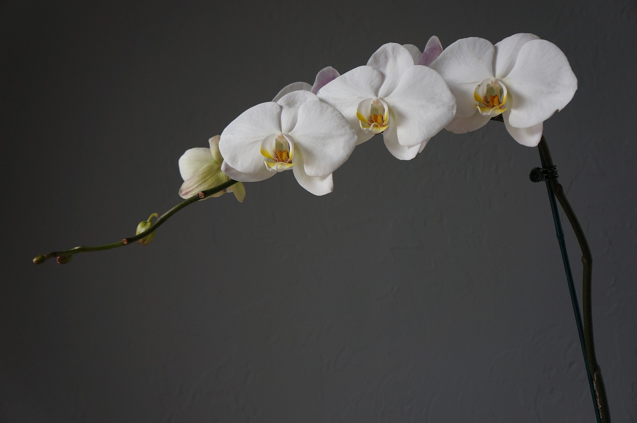 Image - orchids cups white