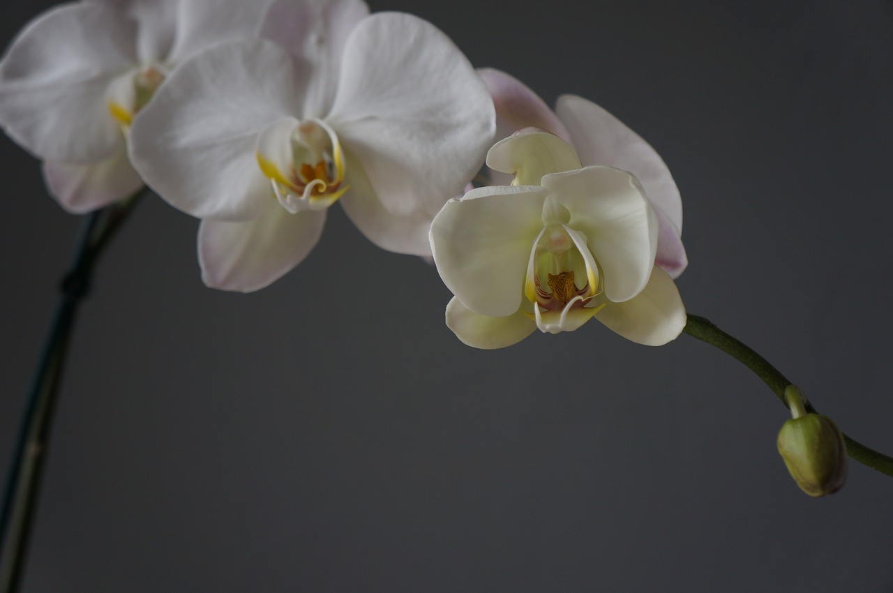 Image - orchids cups white