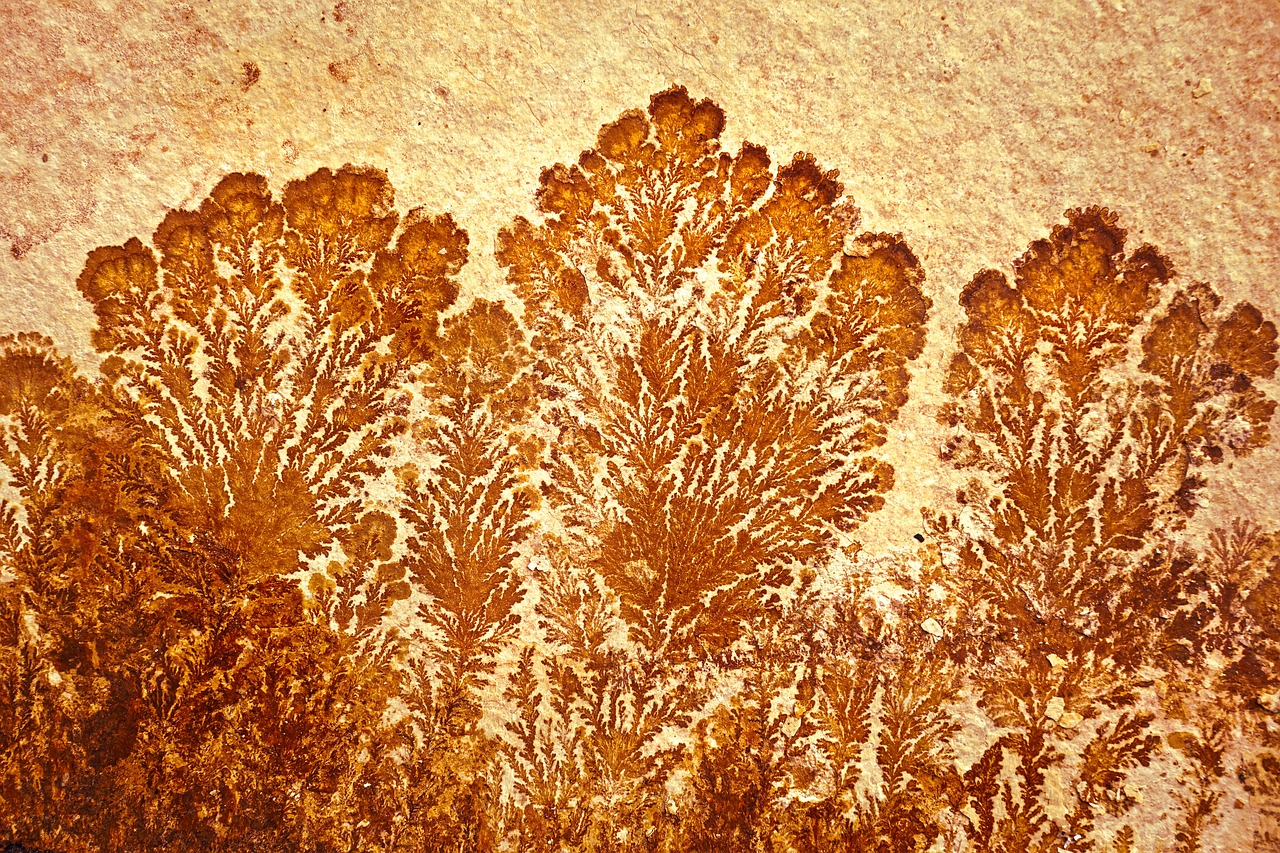 Image - stone fossil dendrites petrified