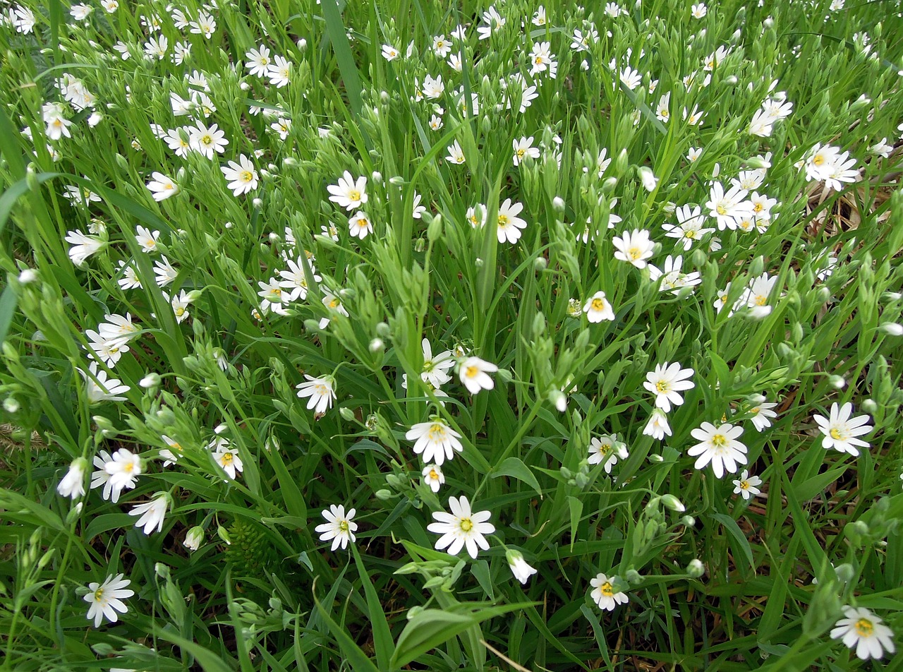 Image - stellaria white flowers bloom