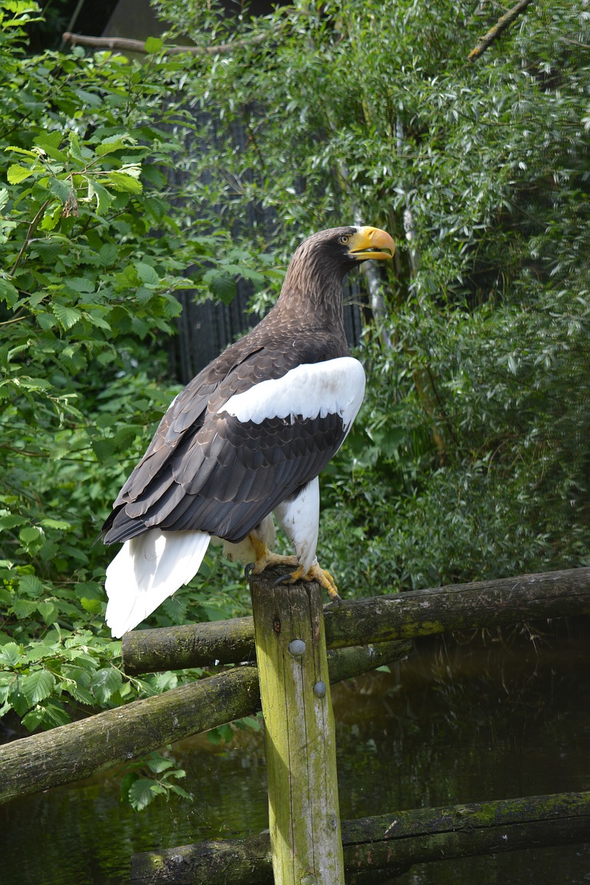 Image - steller s sea eagle bird pre animal