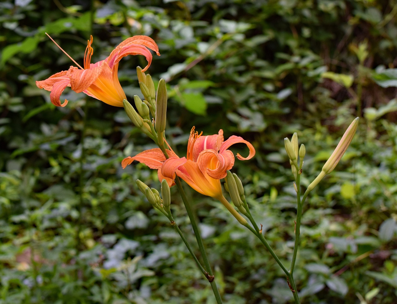 Image - daylilies with buds lily bud flower