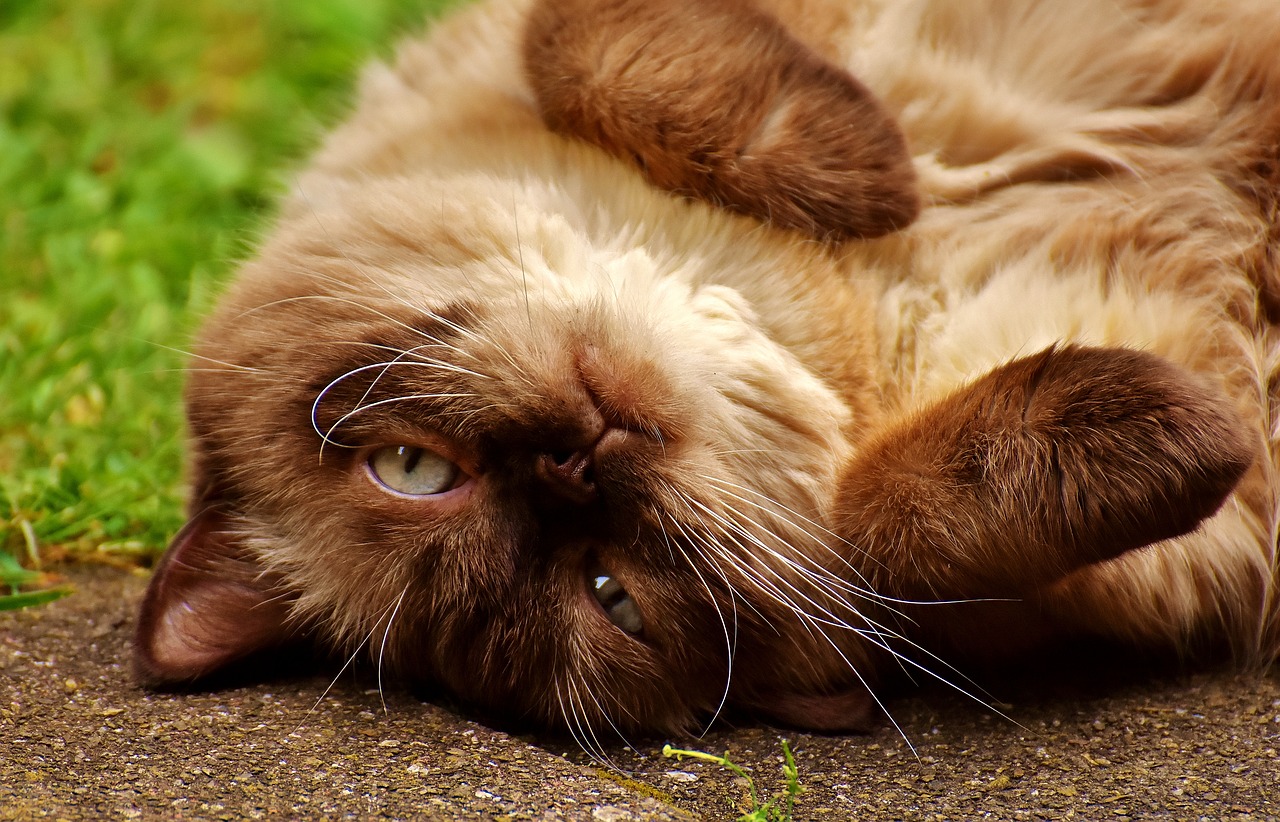 Image - british shorthair cat animal world