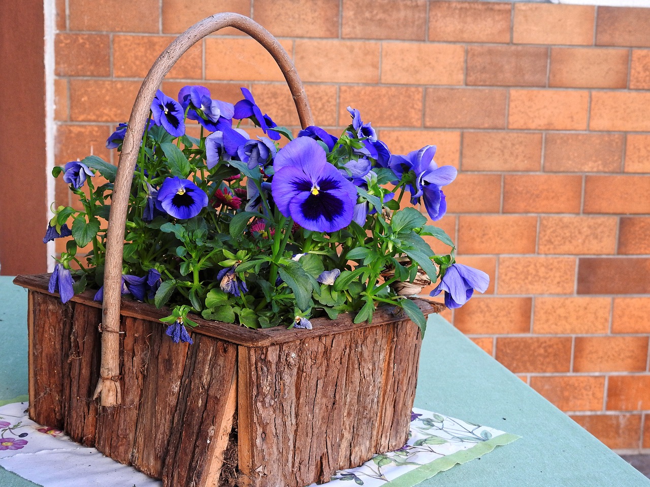 Image - decoration deco flower blossom