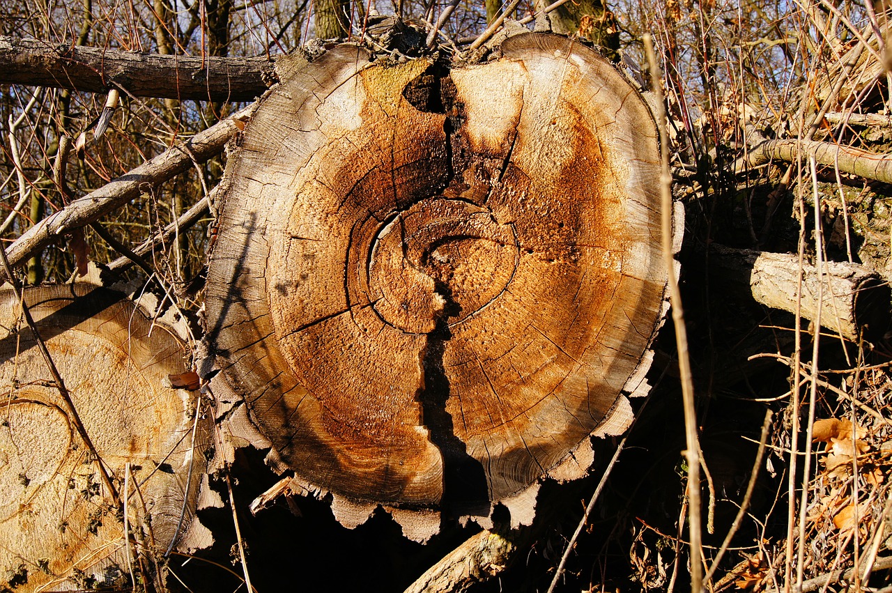 Image - annual rings wood tree log