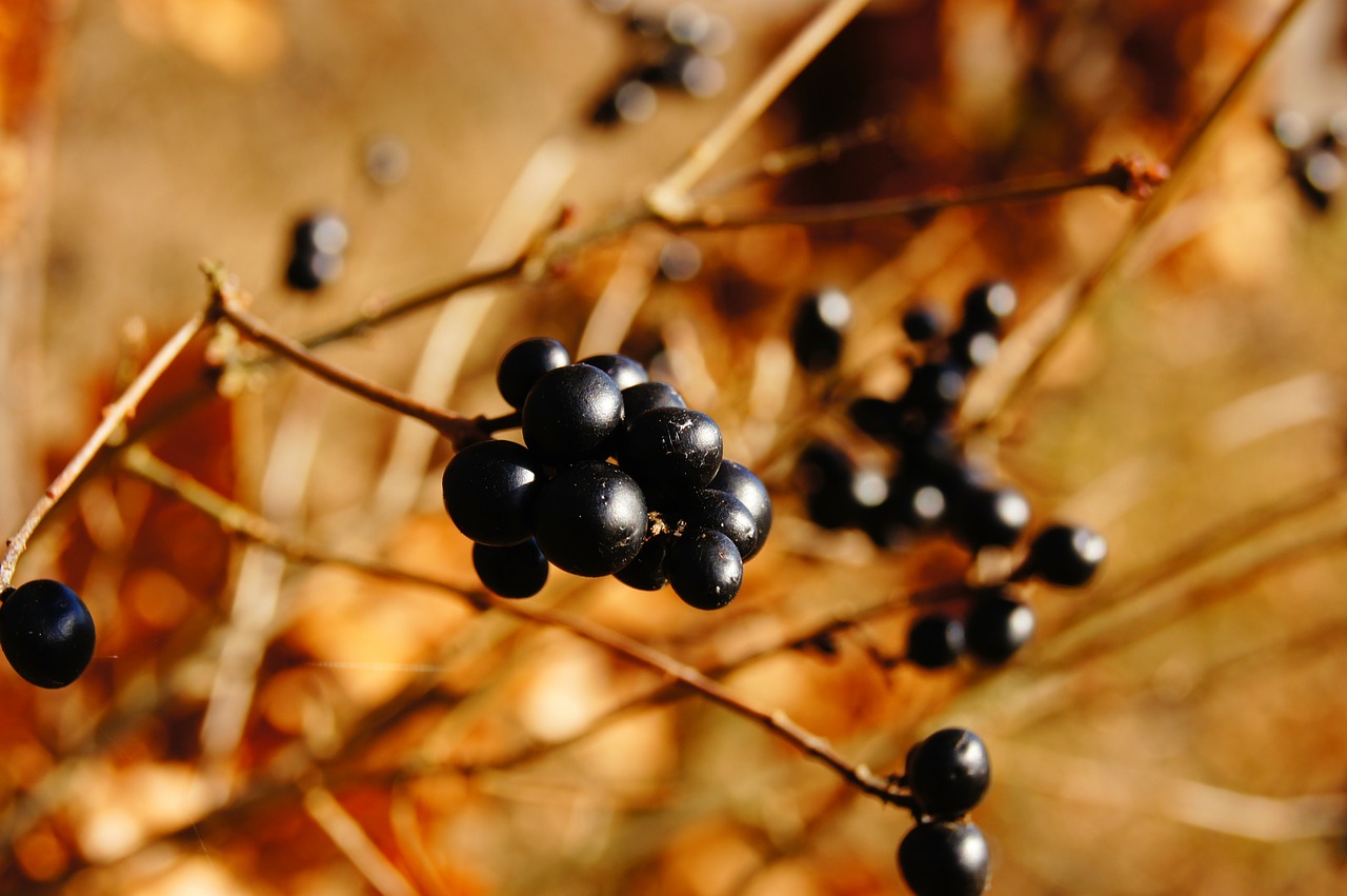 Image - berries nature autumn bush black