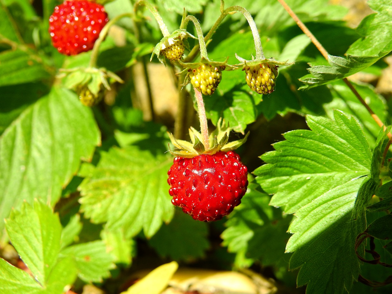 Image - strawberry wild strawberry berry