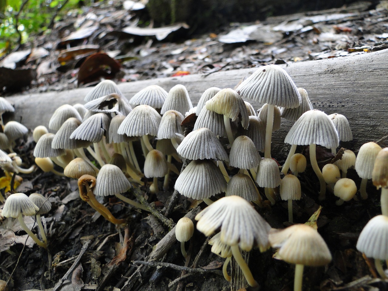 Image - fungi nature forest mushrooms