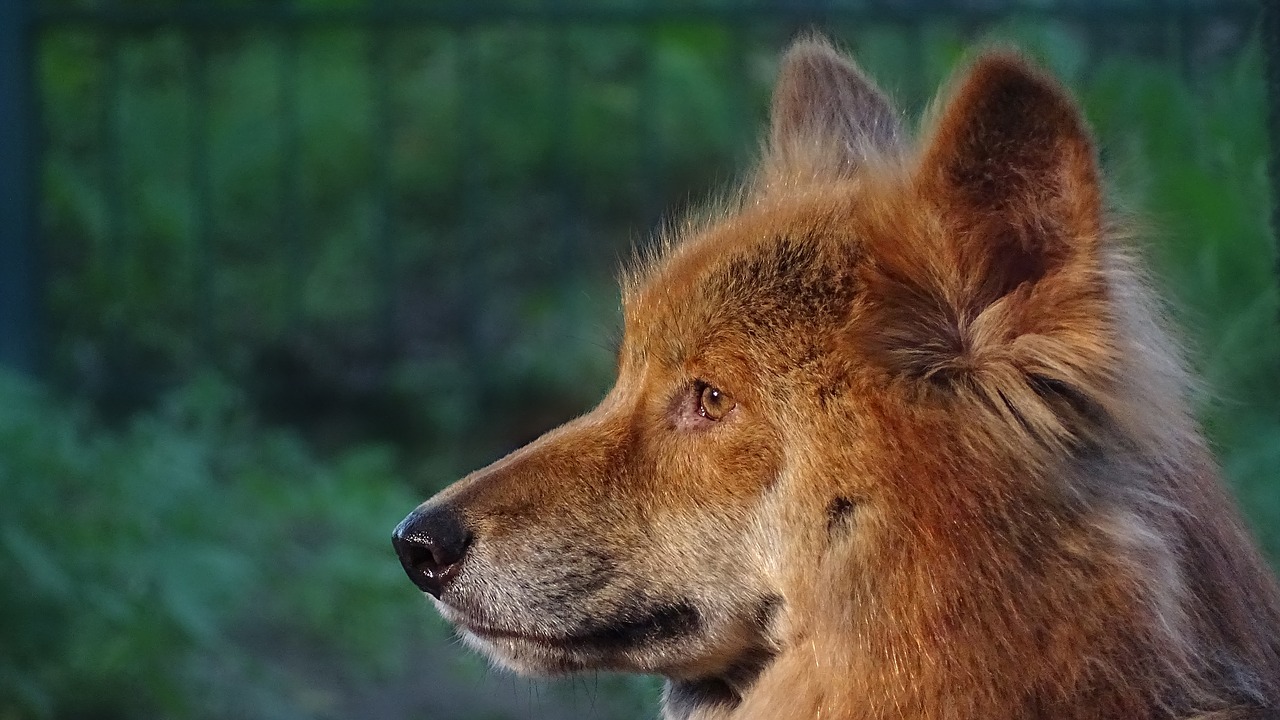 Image - animals dingo dingoes