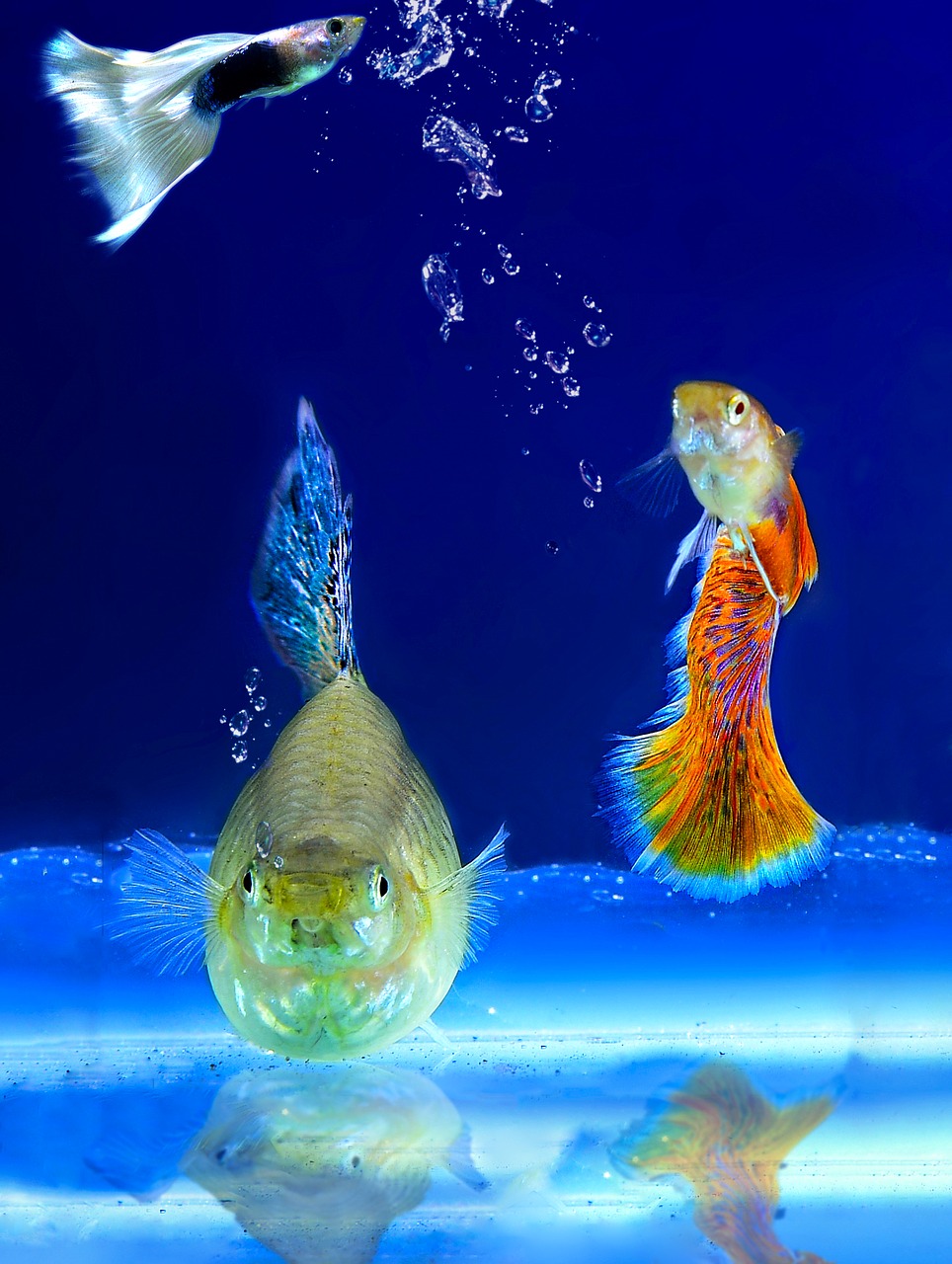 Image - aquarium fish ornamental fish