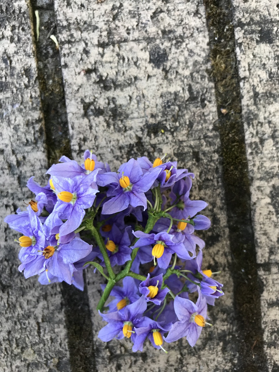 Image - fence wood wooden timber flowers