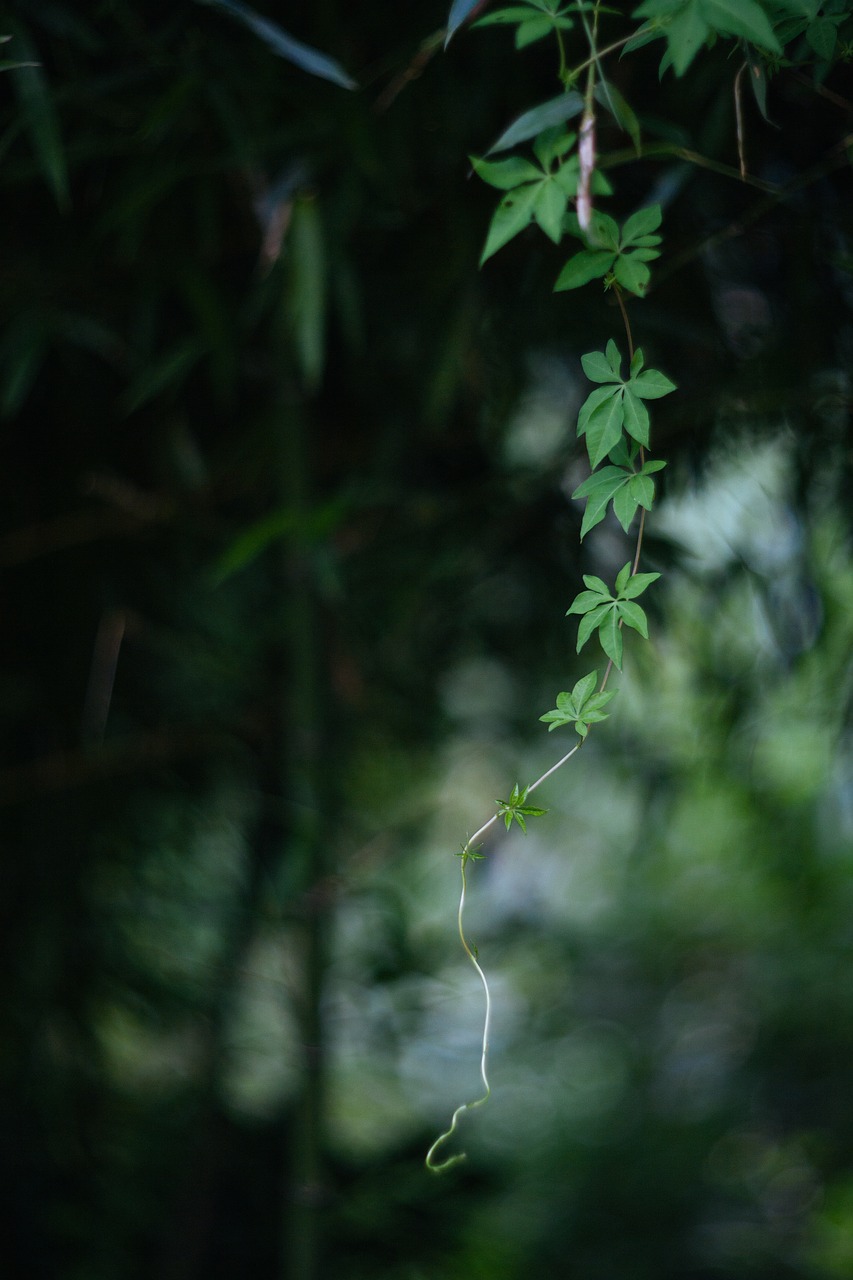 Image - leaf tree forest green blade