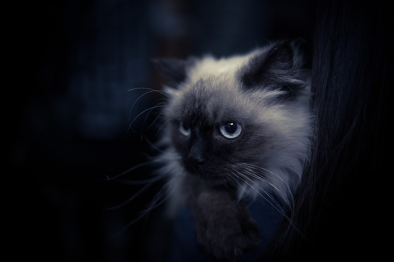 Image - pets animal cat eye eyes cool