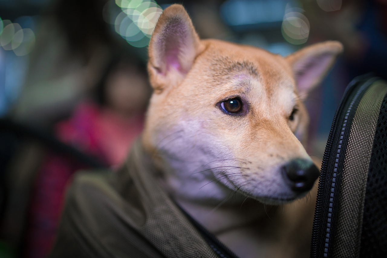 Image - pets animal dog warm backpack
