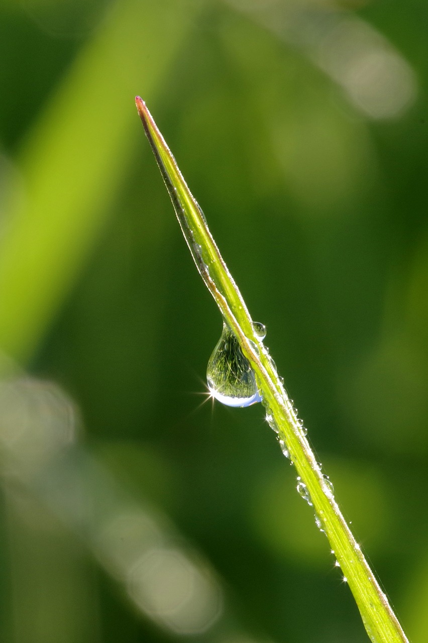 Image - rosa a drop of grass green macro
