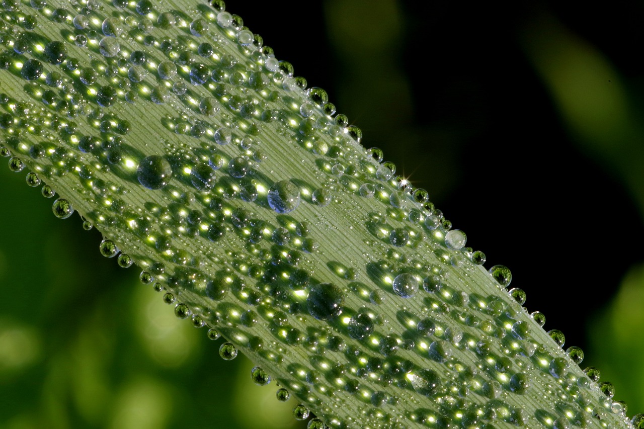 Image - rosa drops water grass macro