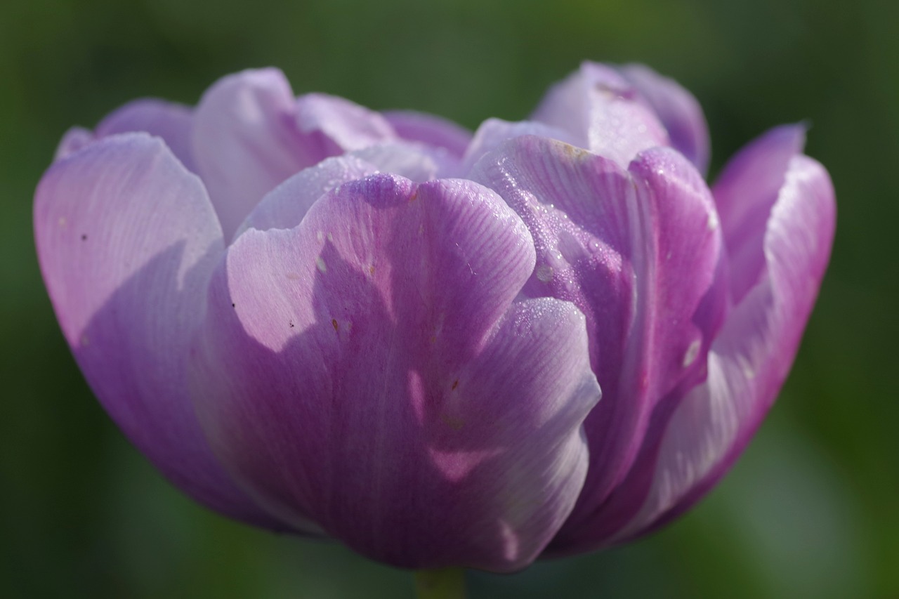 Image - pink violet flower tulip cup