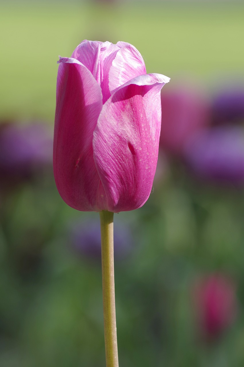 Image - tulip single the stem pink violet