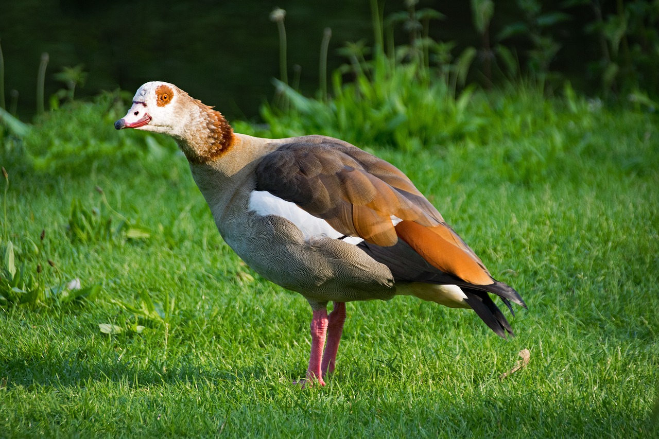 Image - nilgans alopochen egypt goose bird