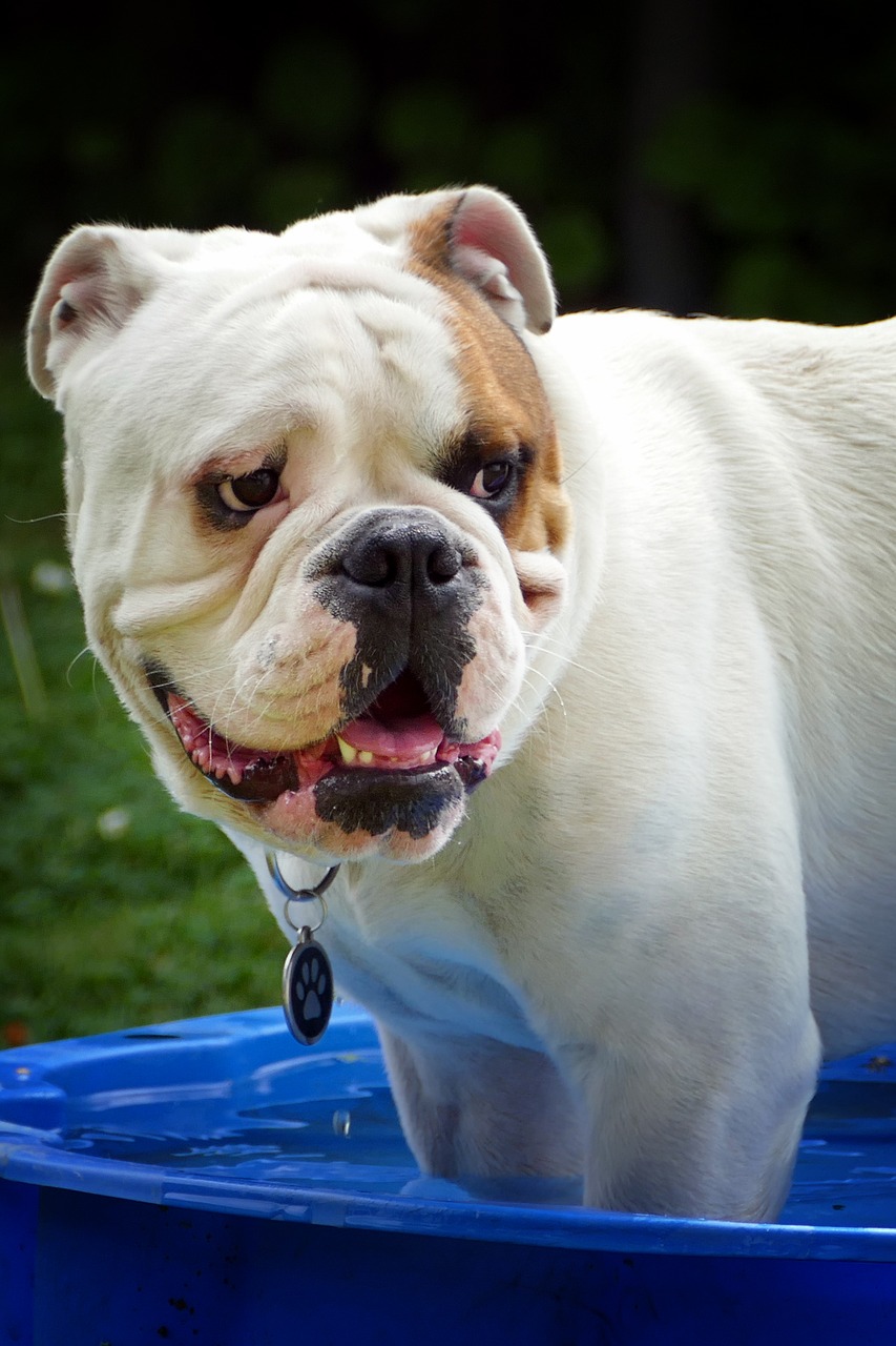 Image - english bulldog portrait summer