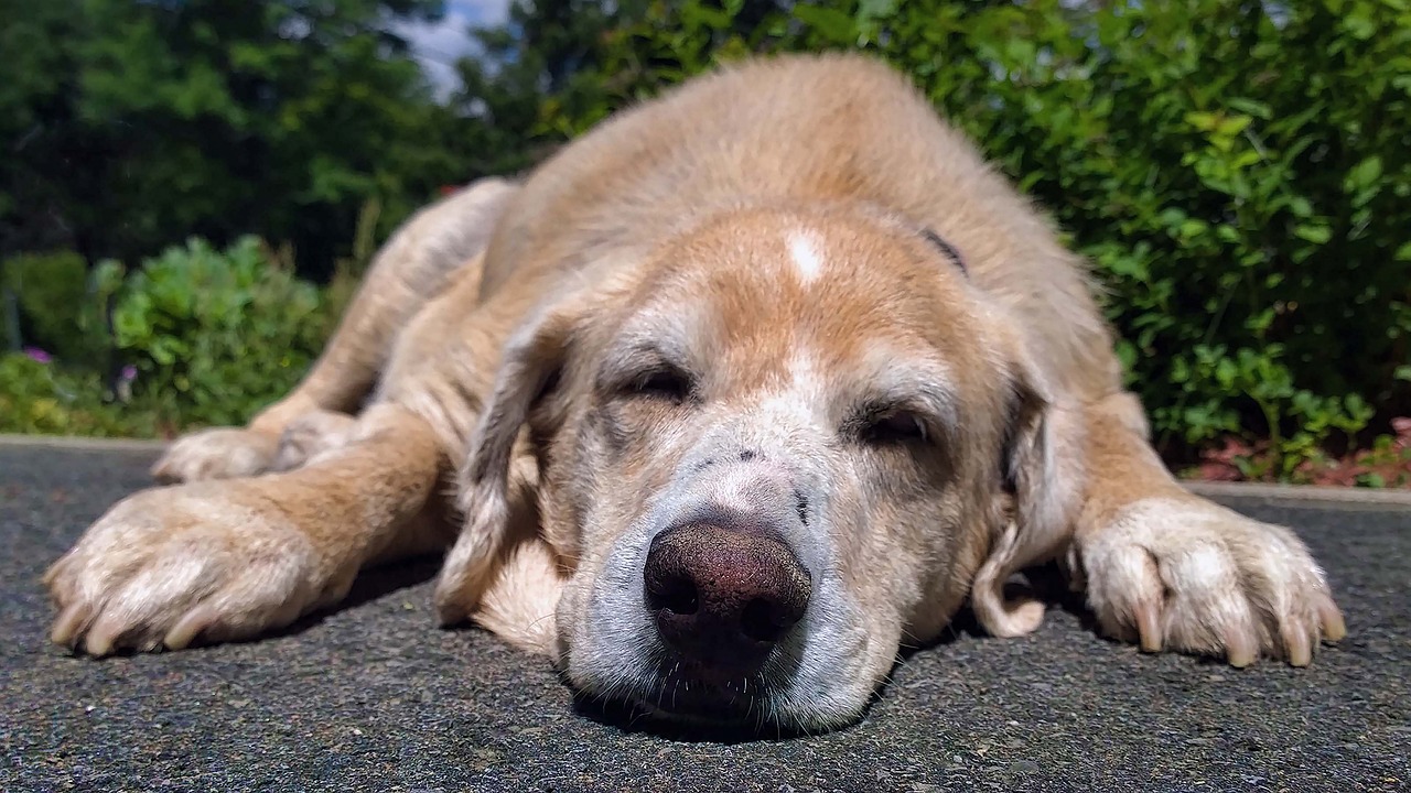 Image - labrador dog domestic animal beige