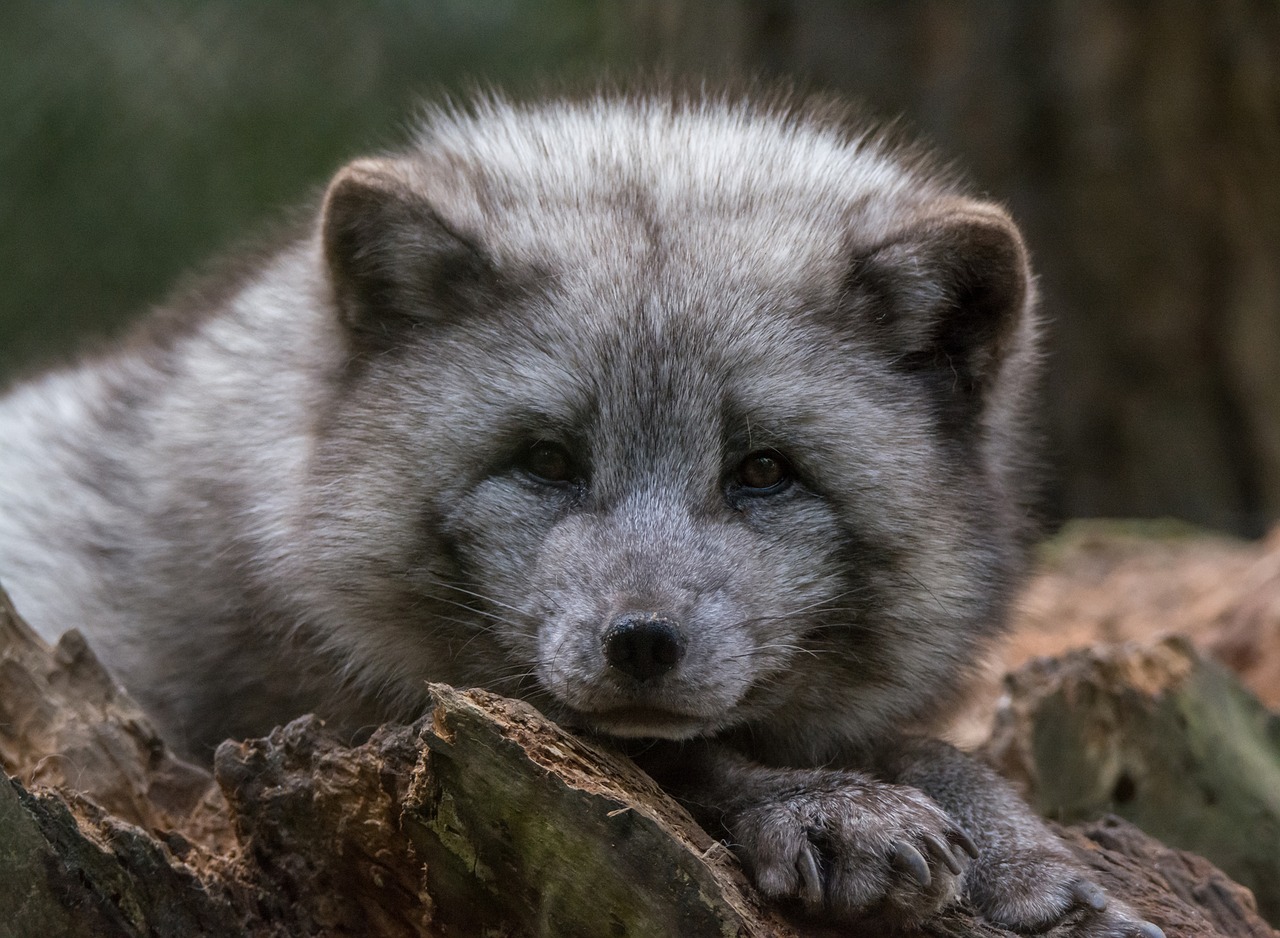 Image - arctic fox watch zoo chill out