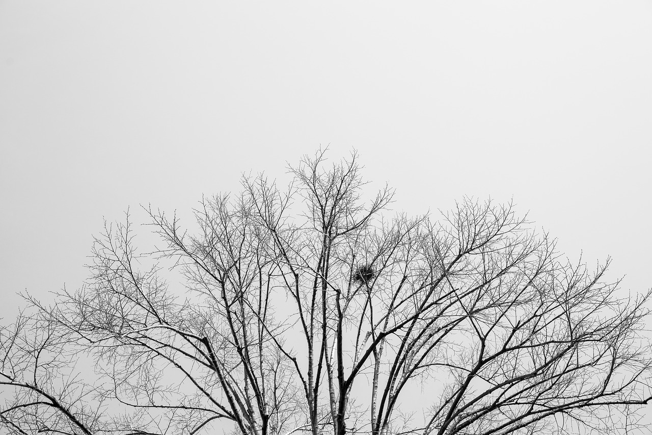 Image - tree black and white art nature