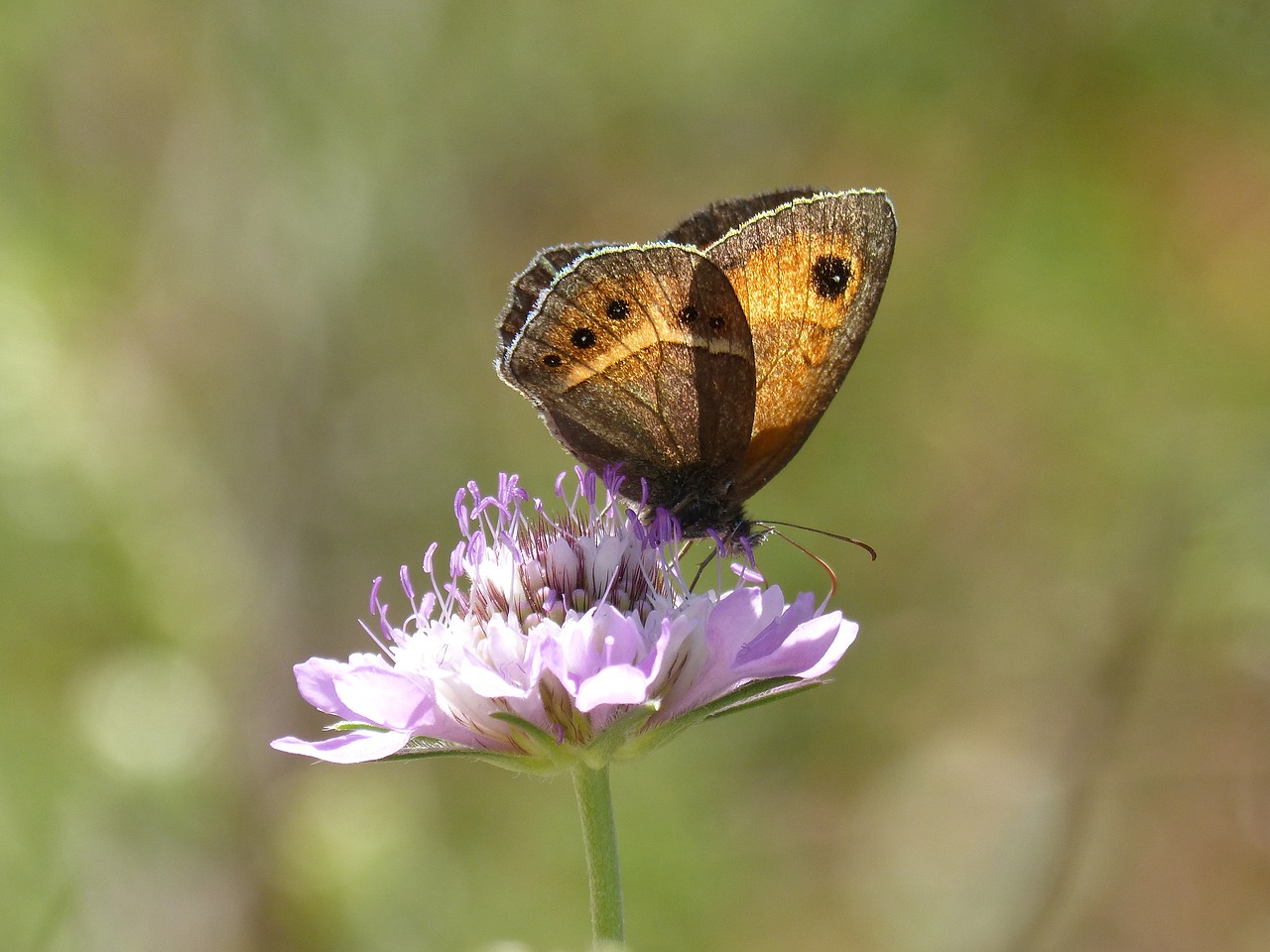 Image - lobito list butterfly