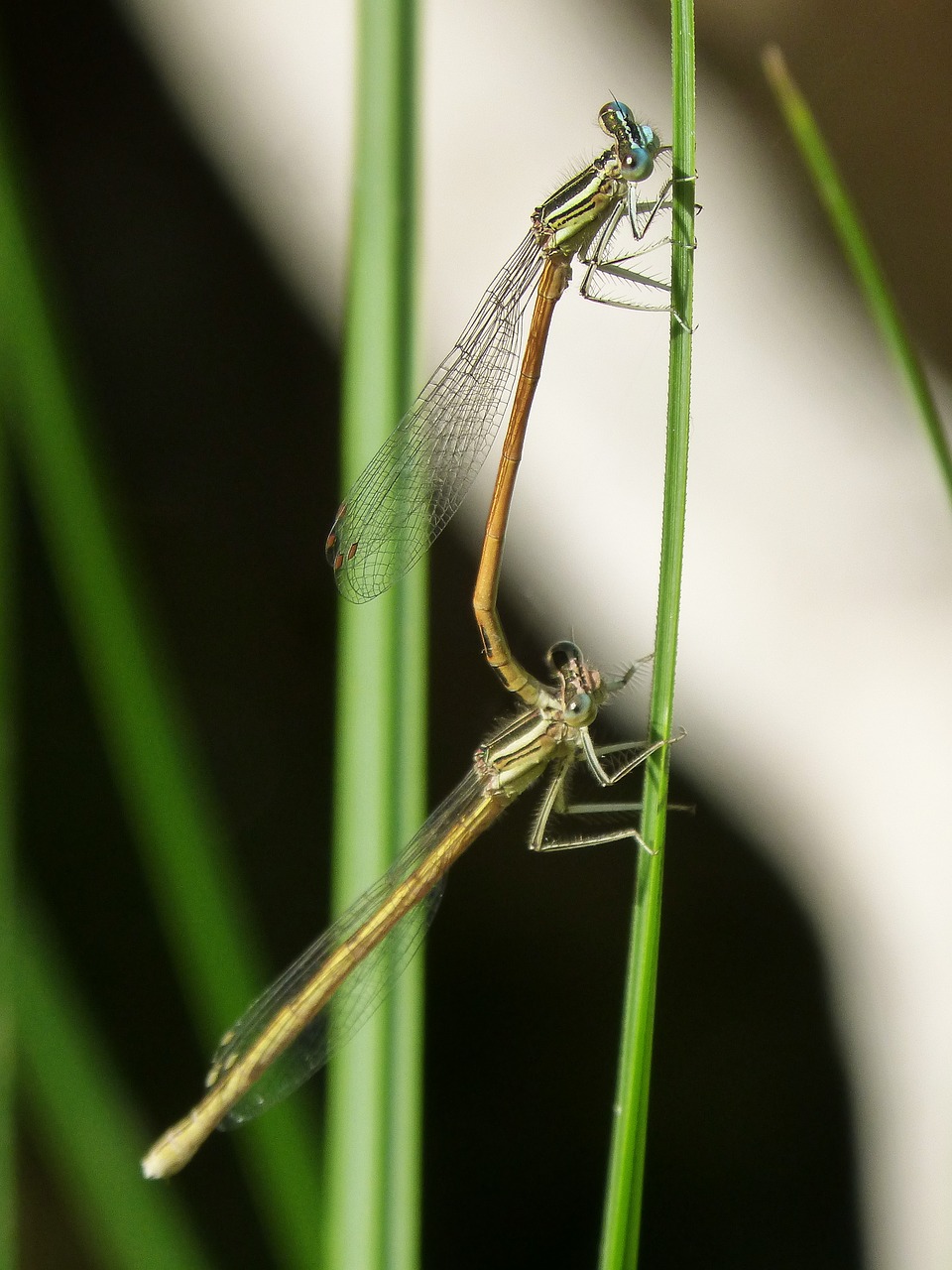Image - platycnemis acutipennis