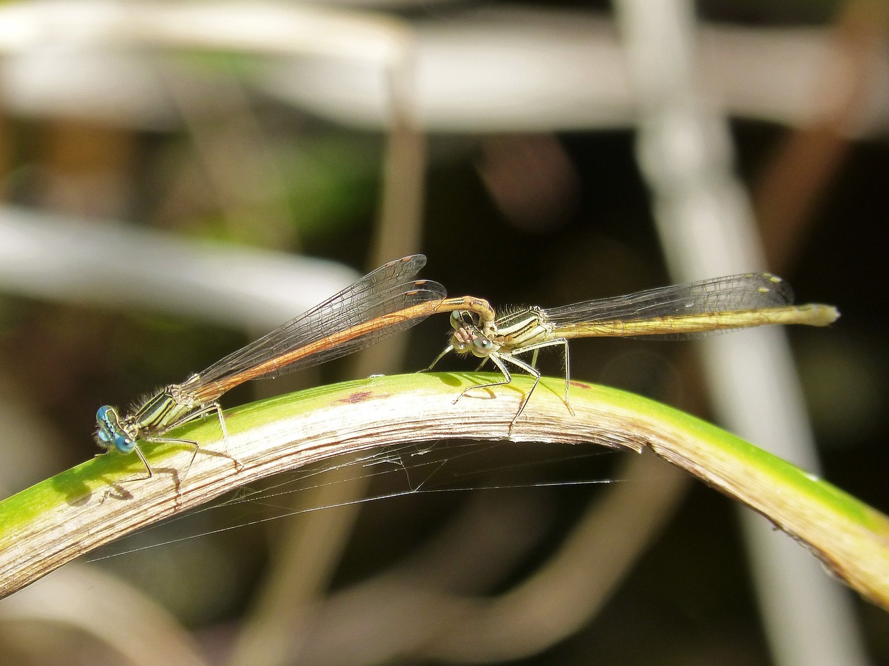 Image - platycnemis acutipennis