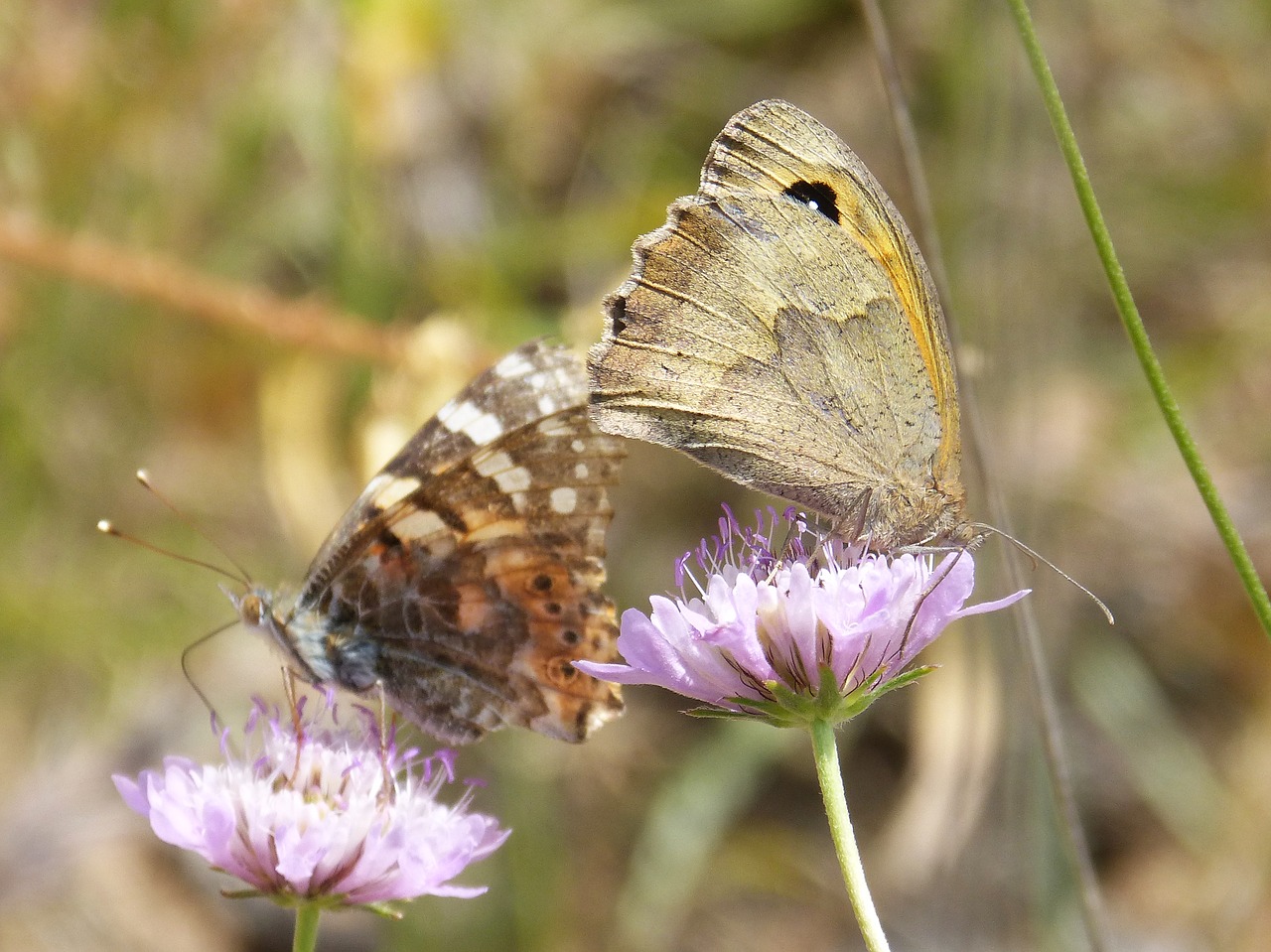 Image - butterflies libar two butterflies