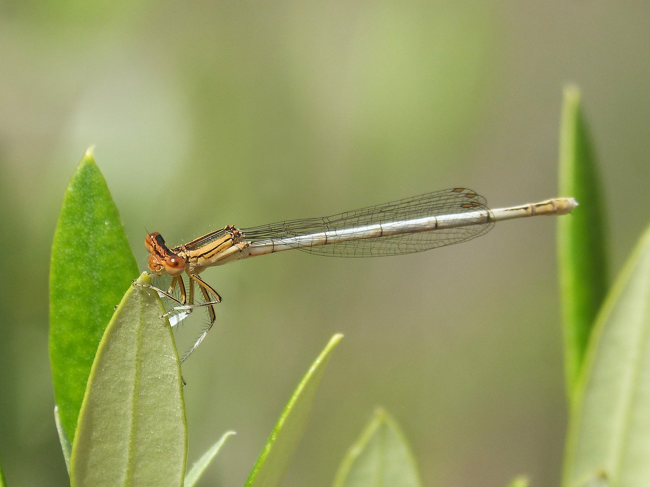 Image - platycnemis latipes dragonfly