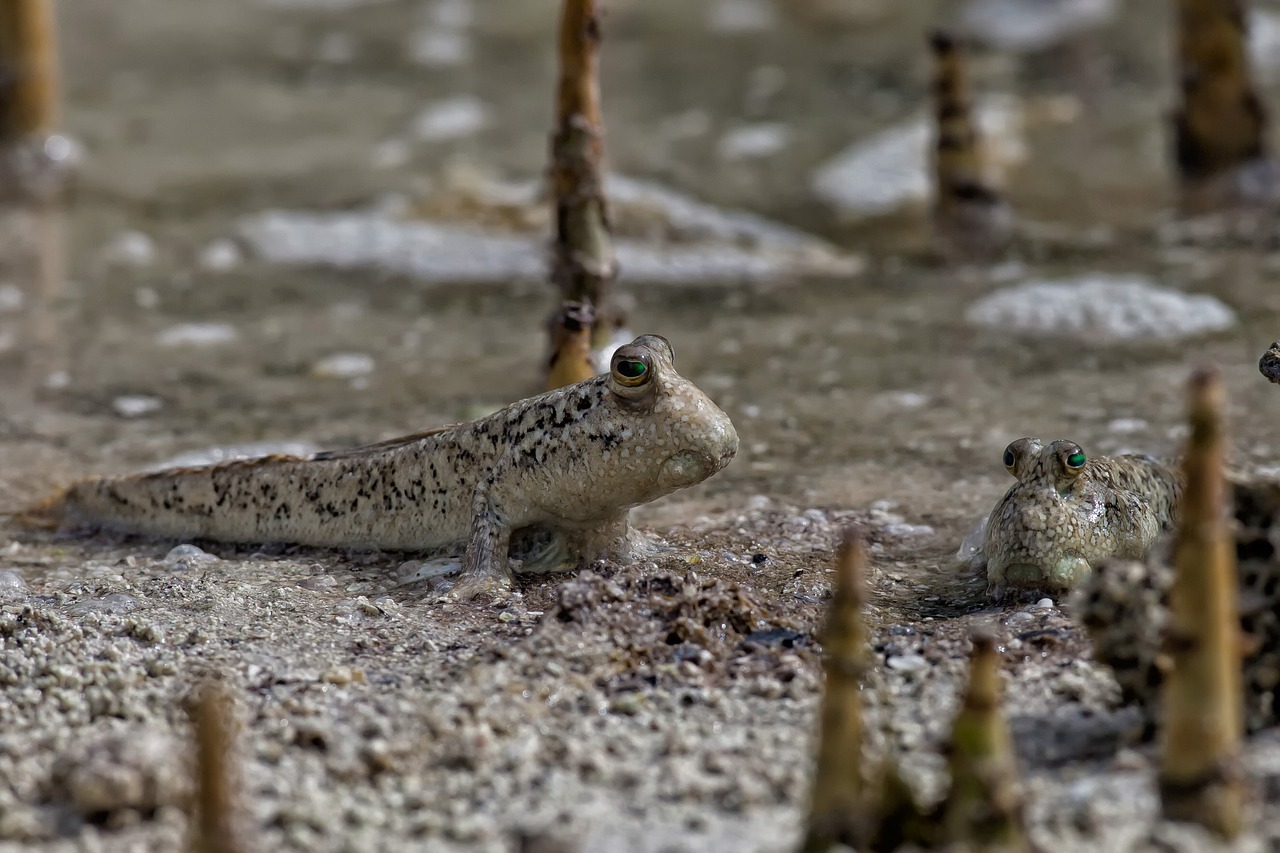 Image - fish mudskippers