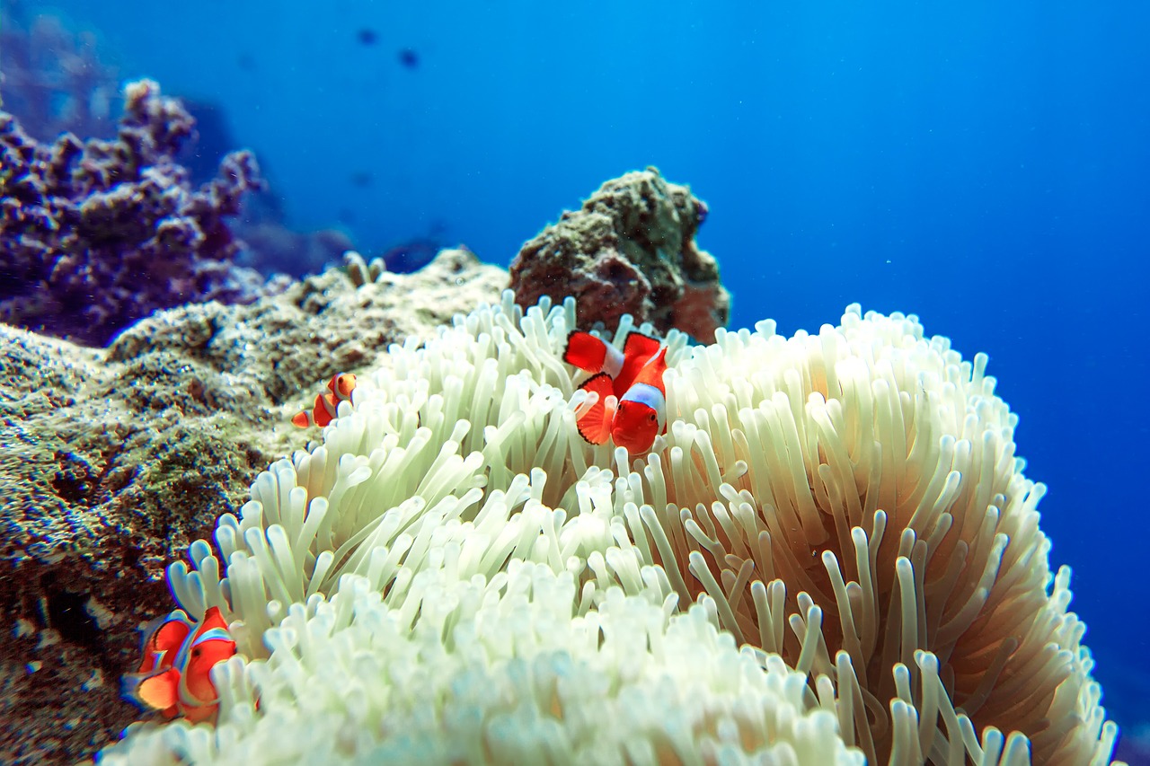 Image - fish clownfish sea anemone