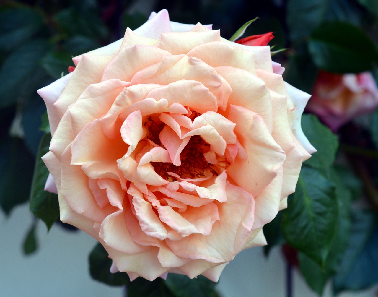 Image - rose climbing rose garden bloom