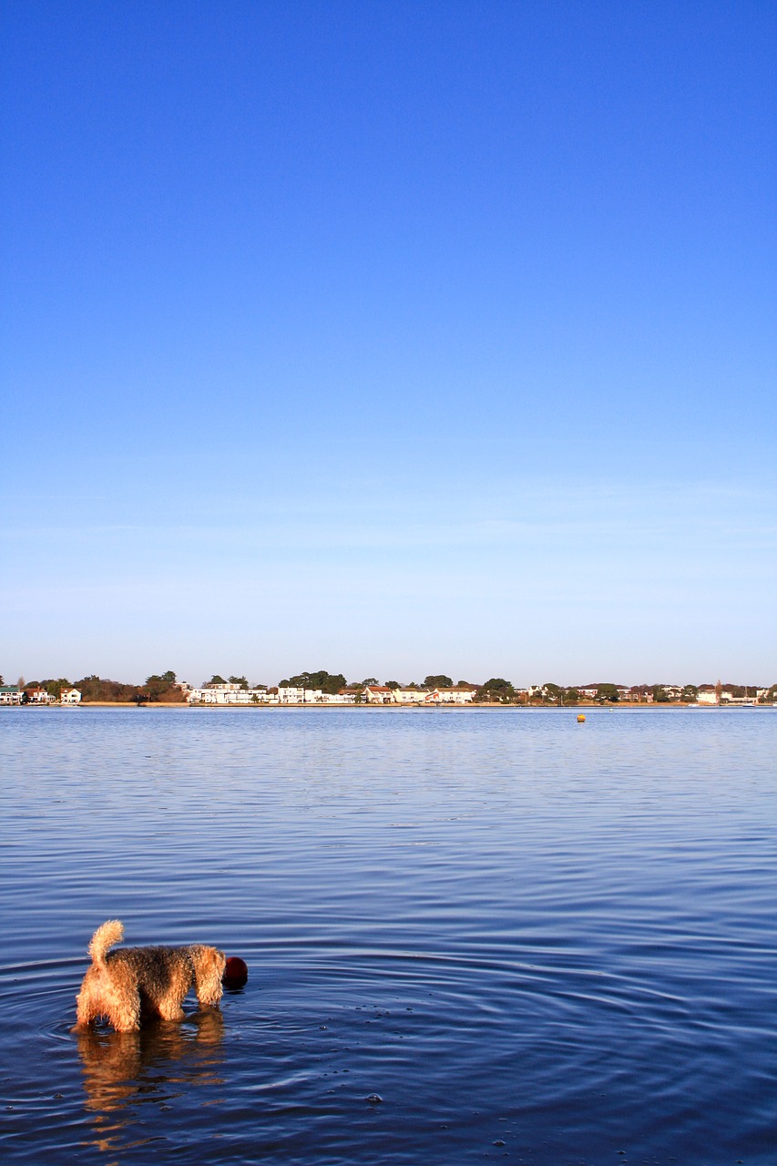 Image - dog harbour sea water coast