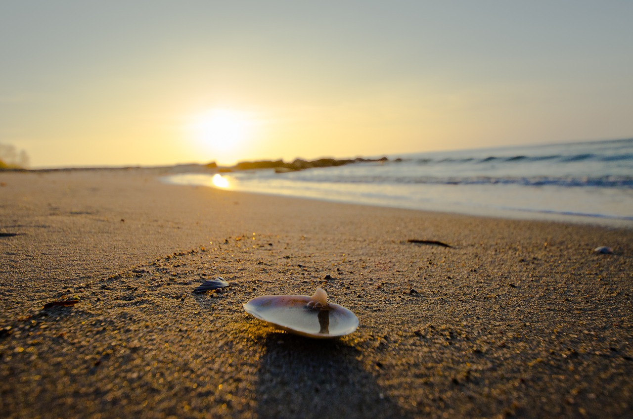 Image - beach sun sand shell water sea
