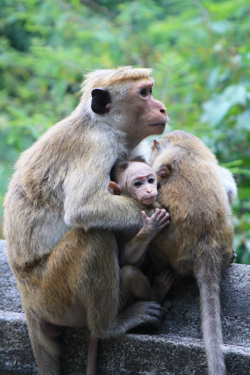 Image - monkey sri lanka sri lanka travel