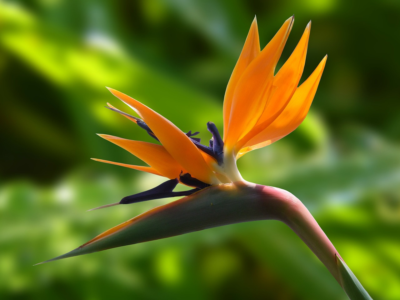 Image - blossom bloom strelitzia flowers