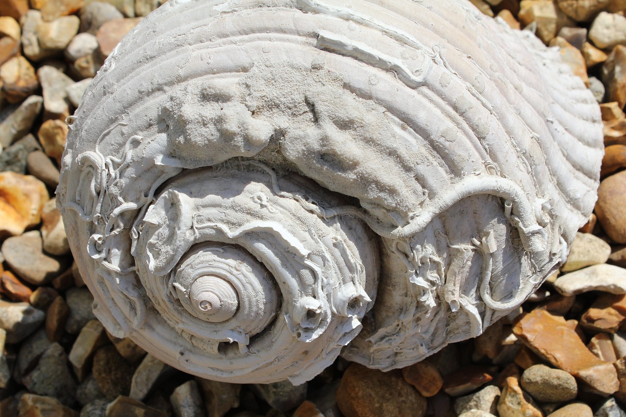 Image - large sea shell marine conchology