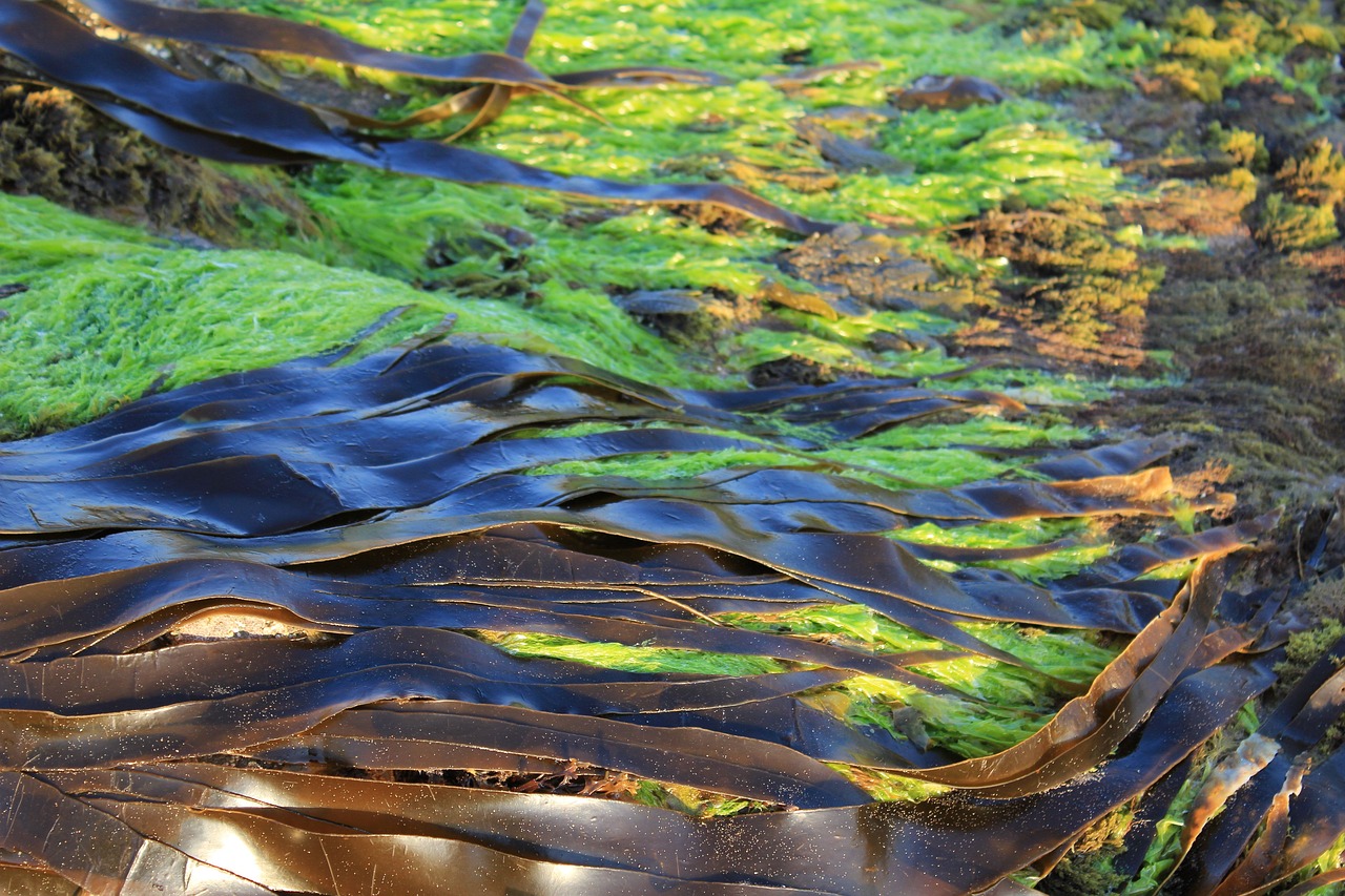 Image - seaweed kelp nature texture marine