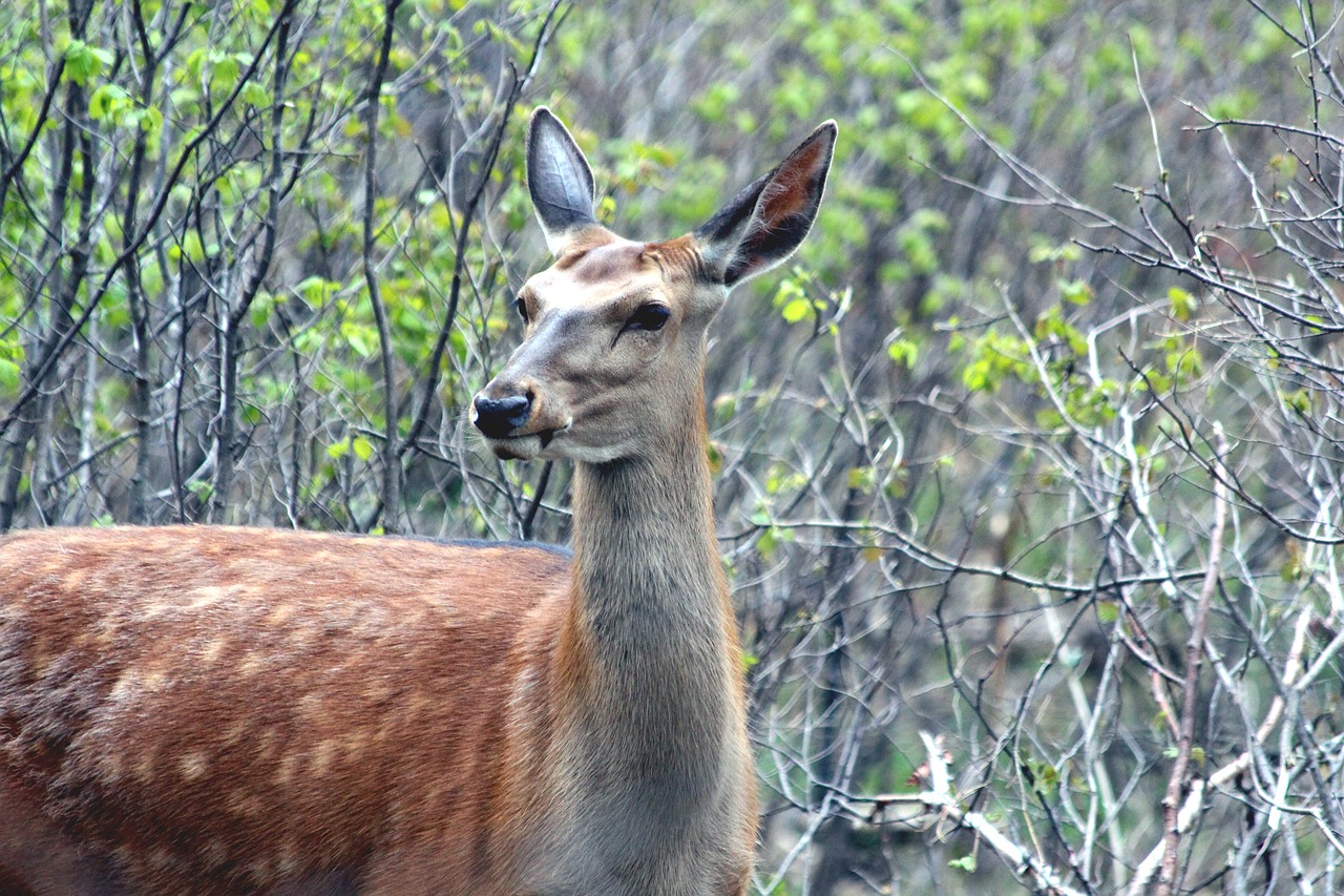 Image - deer hybrid x axis deer elk ovis