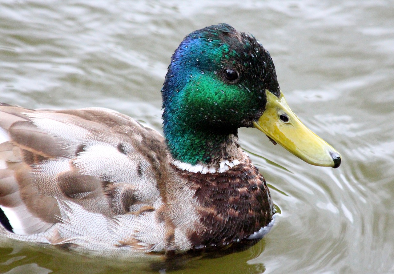 Image - mallard drake duck wild duck