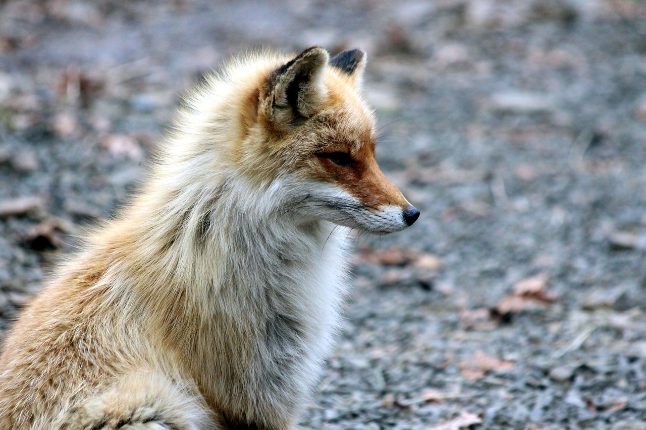 Image - fox the red fox vulpes vulpes