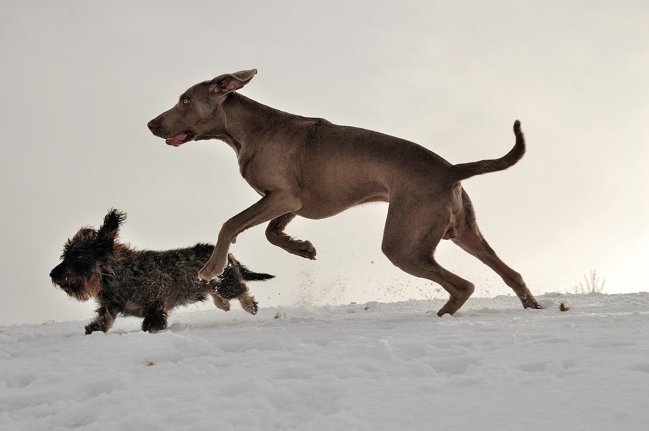 Image - weimaraner dachshund running dogs
