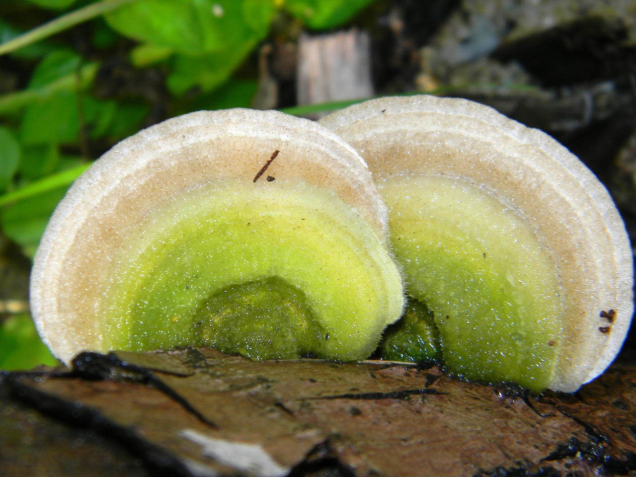 Image - mushroom garden tree trunk fungus