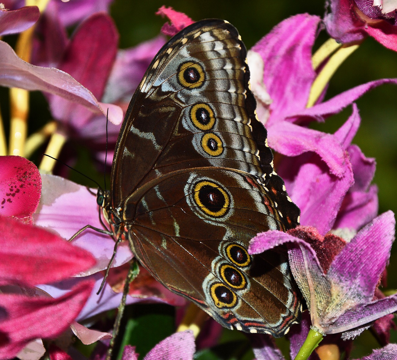 Image - butterfly brown yellow beautiful