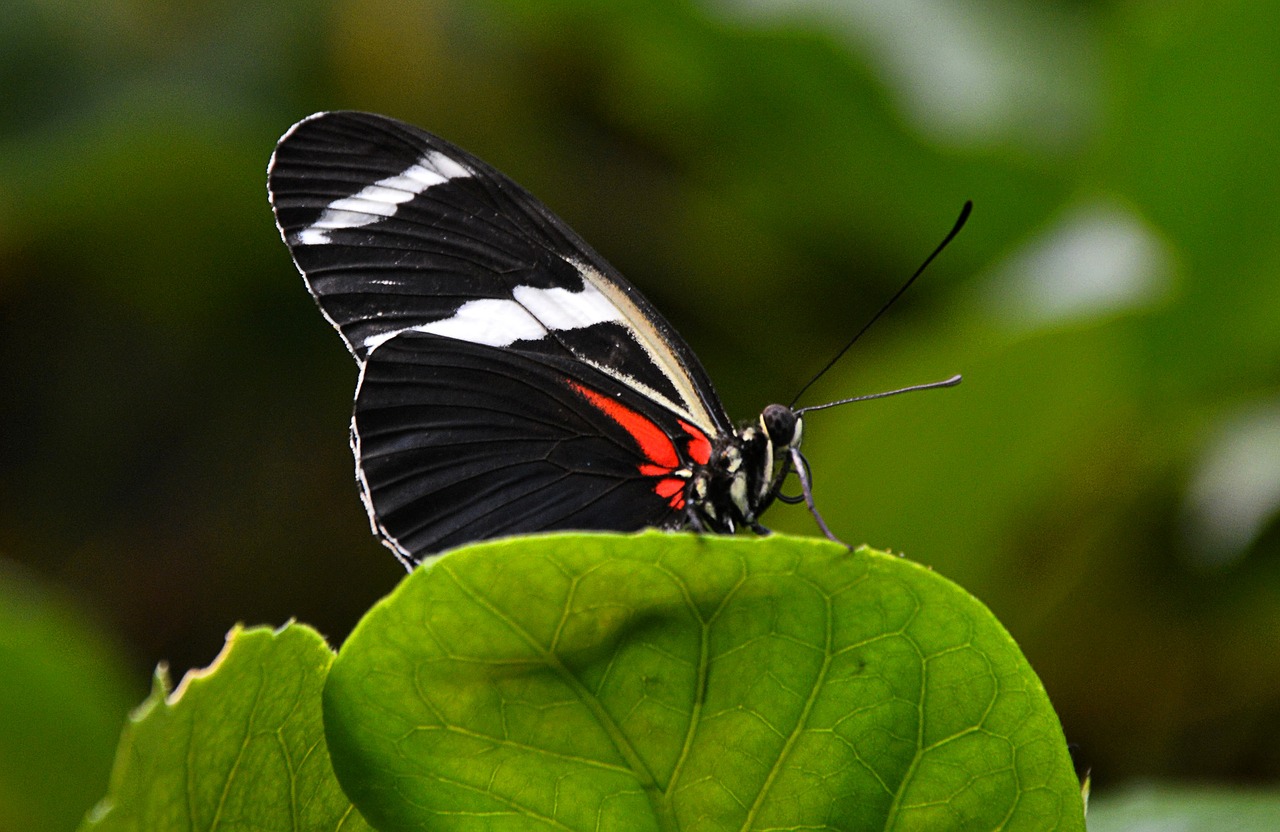 Image - butterfly black white leaf