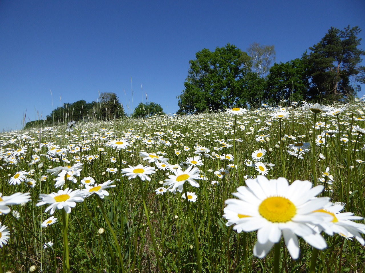 Image - flower meadow magerite summer