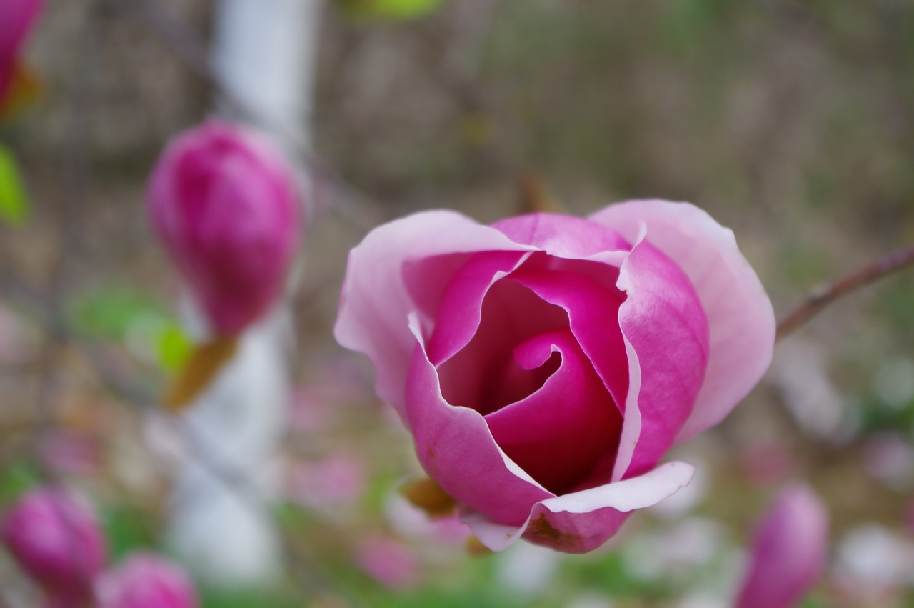 Image - spring wide magnolia pink